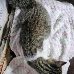家族が決まりました