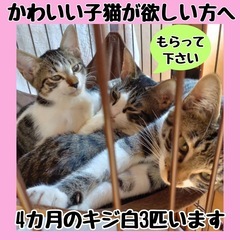 【子猫里親】群馬県東部　4ヶ月の子猫　キジ白3匹　無料です