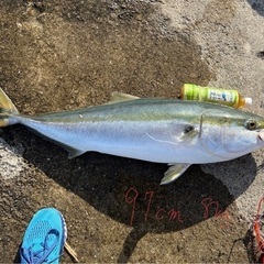 大阪湾で一緒に釣りをしませんか？