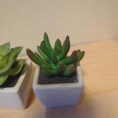 疑似の多肉植物3つでの画像