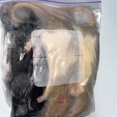 爬虫類　4の画像