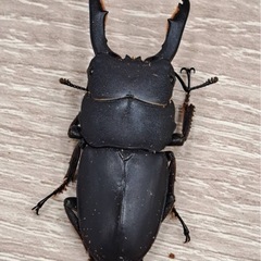 
タウルスヒラタクワガタ オス単