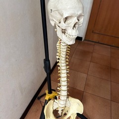 人体模型、スタンド付き