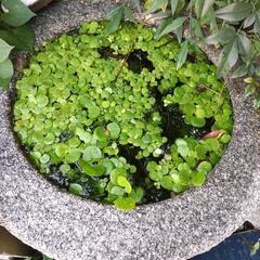 水草 アマモ　浮草 アマゾンフロッグピットの画像
