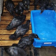 レアあひる　カユーガ　セール　NYのアヒルさん　赤ちゃんも産まれます。卵も美味しい！ - ペット