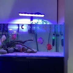 熱帯魚