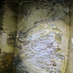 🐙シガヤー🐙の画像