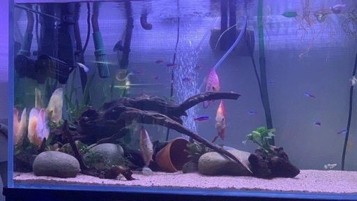 熱帯魚