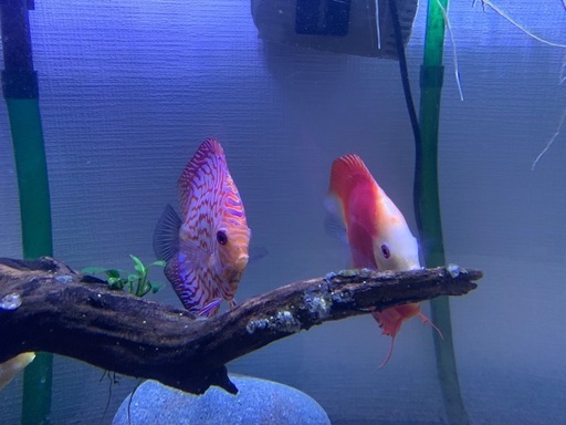 熱帯魚