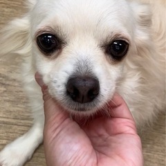 チワワの女の子