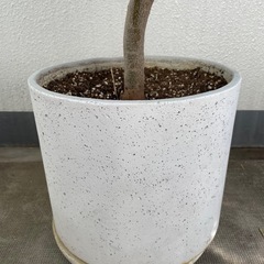 植木　観葉植物　鉢植え　オリーブの画像