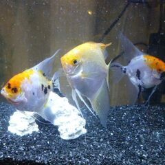 熱帯魚飼育セット
