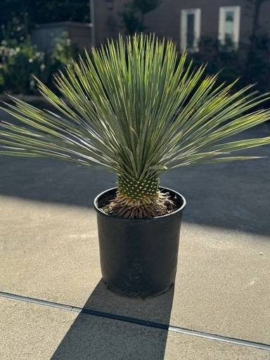 生活雑貨 家庭用品 ガーデニング