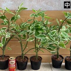 大銀竜（観葉植物）別名：ペディランサスの画像