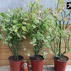 大銀竜（観葉植物）別名：ペディランサスの画像