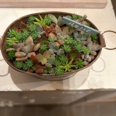 多肉植物の画像