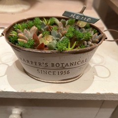 多肉植物