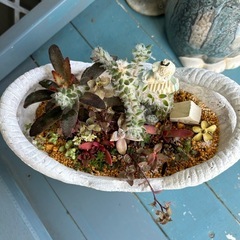 多肉植物　大の画像