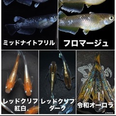 コレモおおむら12周年大感謝祭 めだか即売会