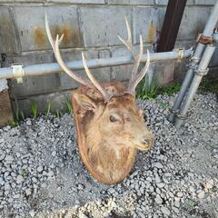 鹿　剥製　動物　オブジェ　の画像