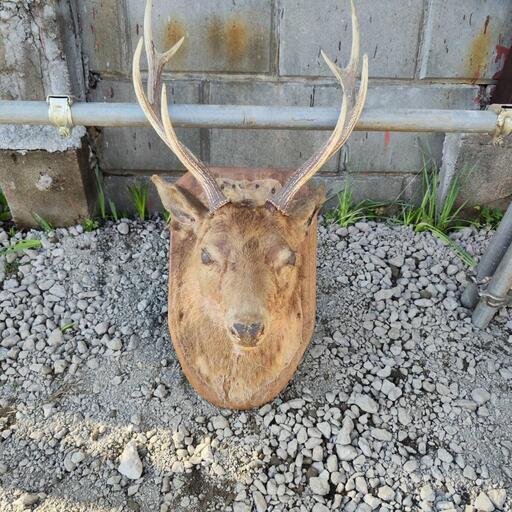 鹿　剥製　動物　オブジェ