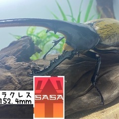 ②D.H.ヘラクレス　オスのみ(使用済み)