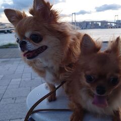 犬友達募集 − 東京都