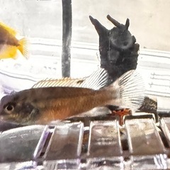 ペルビィカプルケール　1匹