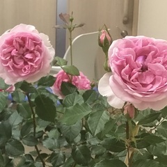 バラ　大苗　8号　ピクシー　強香　正規品　現地引き取り　現金決済の画像