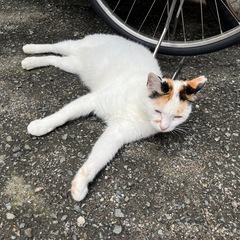 心理テスト好きな方話しましょう〜🥰