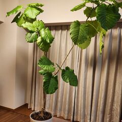 無料！高さ2メートルの大きなウンベラータ、引き取り手募集 🌿
