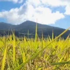 新米30キロ