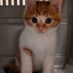緊急保護‼️子猫祭り‼️11月10日(日)すみれペットクリニック...