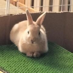 ミニウサギ　生後９ヶ月