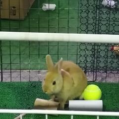 ミニウサギ　生後９ヶ月 - その他