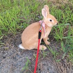 ミニウサギ　生後９ヶ月 − 鳥取県