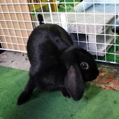 ロップイヤー　メス　３歳半です。