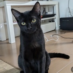 黒猫　子猫　毛並みツヤツヤ✨