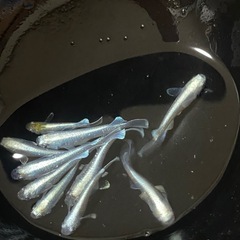 メダカ　マリアージュ③　１０匹(オス4、メス6) 若魚