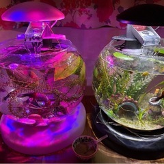 熱帯魚⭐︎グッピー☆