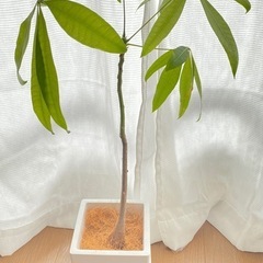【観葉植物】パキラ　植木鉢セット