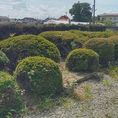 庭木プレゼント　く