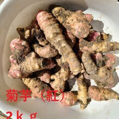 菊芋（紅）２kg土つき