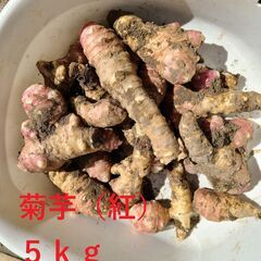 菊芋（紅）5kg土つき