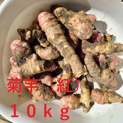 菊芋（紅）10kg土つき