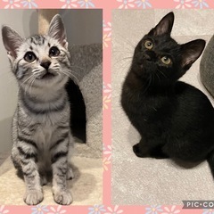 動画あり★仲良し兄妹（サバトラ♀ 黒♂）