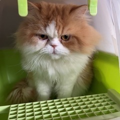 ペルシャ