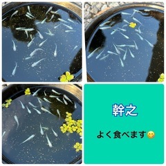 幹之・白幹之（全て）の画像