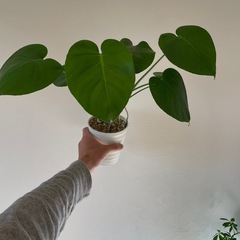 モンステラB