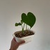 ランキングキーワードに紐づく投稿画像-観葉植物